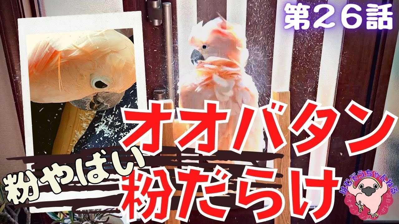 現実、オオバタンの脂粉はこんなに出ます。トサカの部分だけで粉だらけ動画◆#２６ ◆羽夢蔵◆はむぞうちゃんねる◆Moluccan Cockatoo◆