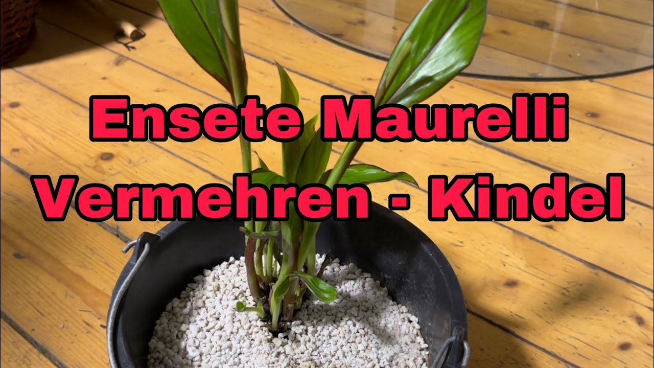 Ensete Maurelli vermehren - zum kindeln bringen