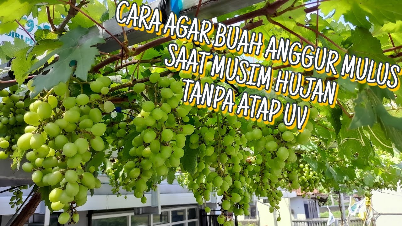Eps 19 - Tips Buah Anggur Mulus di Musim Hujan Tanpa Atap UV