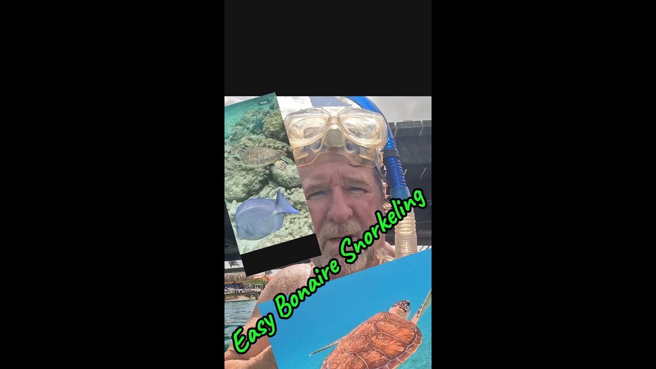 SWIMMING WITH THE TURTLES 🐢 IN BONAIRE 🇧🇶