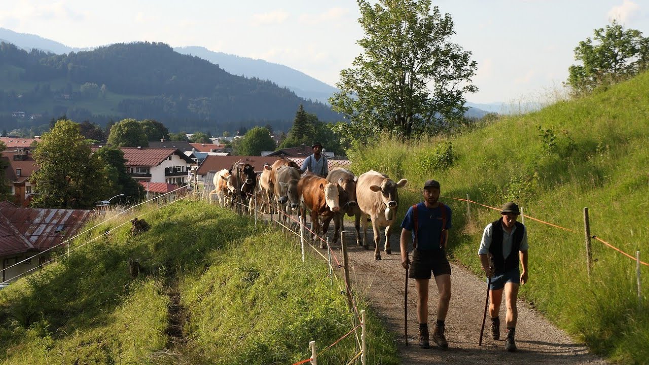 Oberstdorfer Alpfahrt 2022 - Start der Alpsaison der Galtalpen