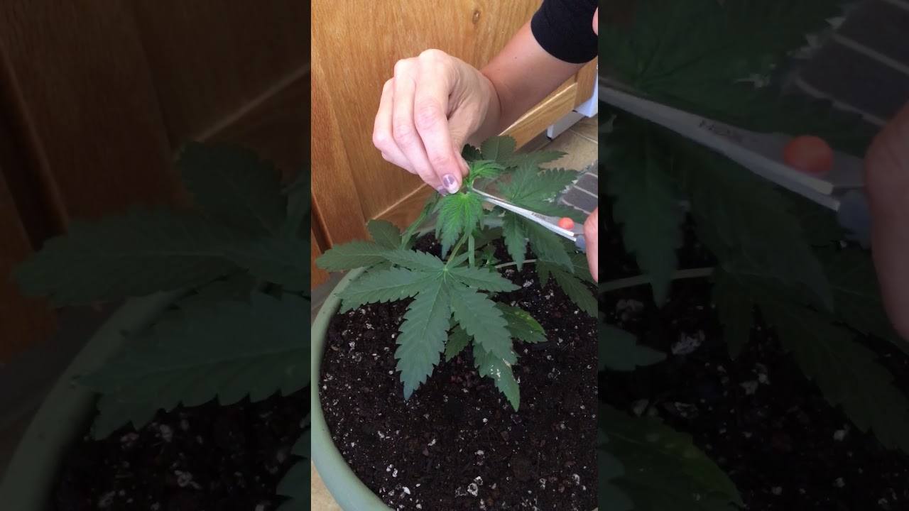 Topping cannabis