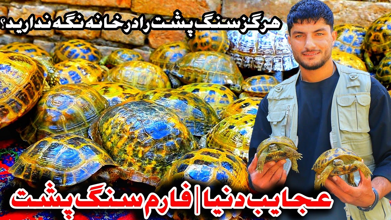 سنگ پشت ( 193) ساله ثبت شده در کتاب گینس | عجایب دنیا - آیا سنگ پشت را در خانه نگهداری میتوانیم؟