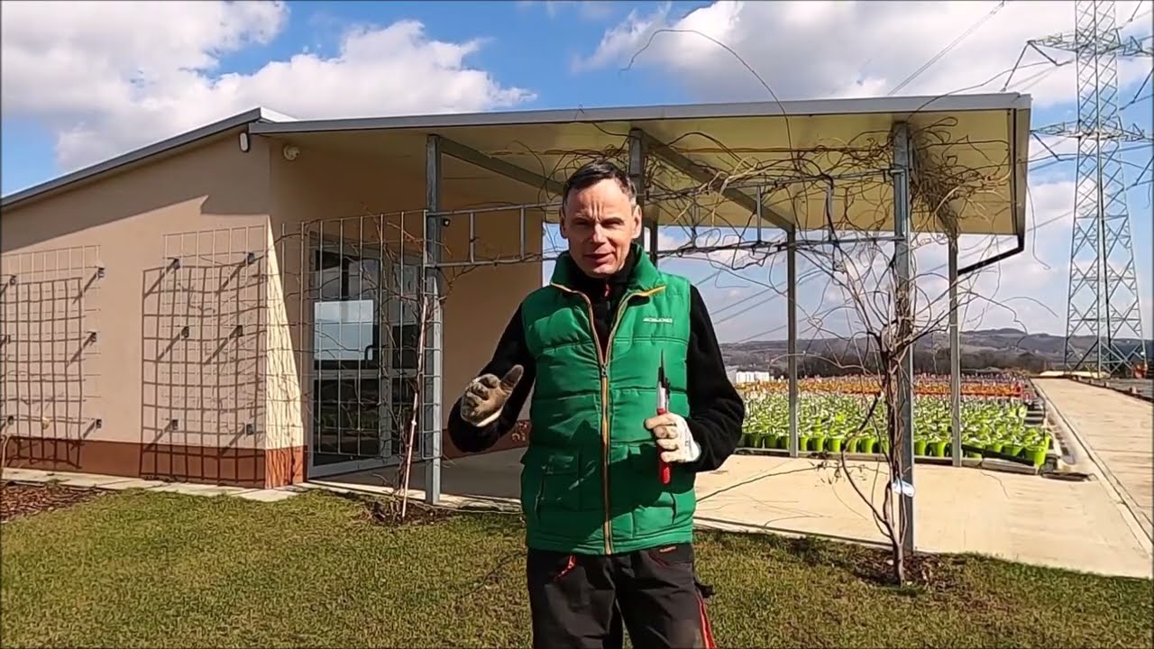 Jak przyciąć młode róże sadzone jesienią ubiegłego roku. Dwie metody.
