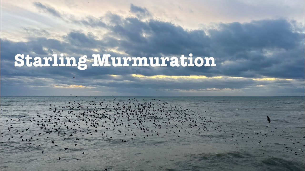 Happy Winter Solstice! Relax with a Starling Murmuration over Brighton's Palace Pier, ASMR, Peaceful