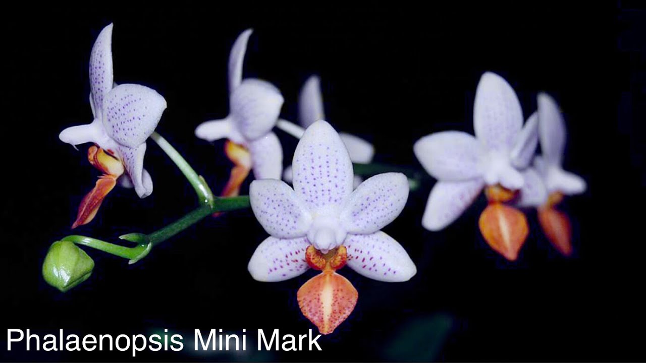Unboxing - Orchid Haul from Orient y Orchids - June 2018