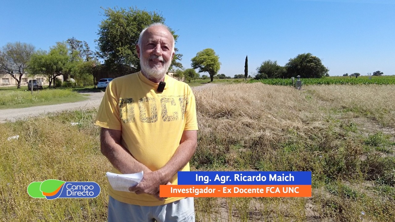 Cultivos de invierno: manejo diferenciado para maximizar rendimientos en Córdoba