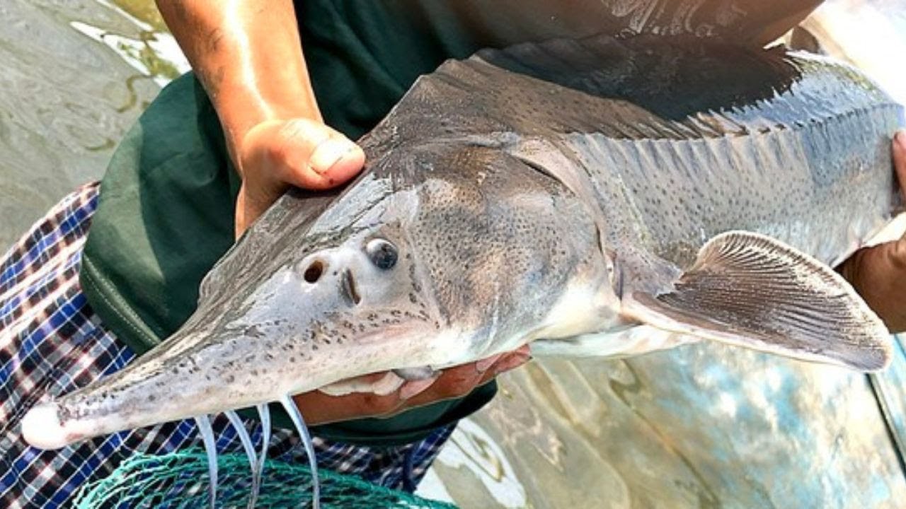 Làm giàu nhờ mô hình nuôi cá tầm trên vùng núi cao