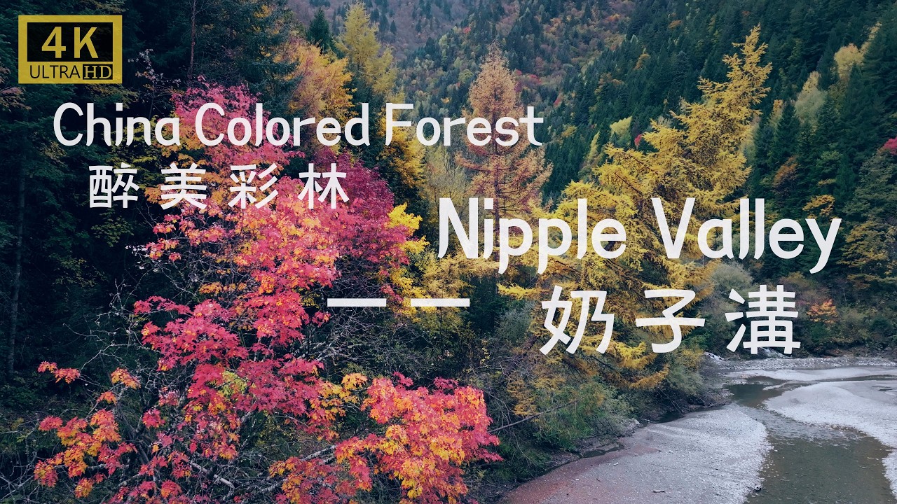 Nipple Valley | 奶子溝：Naizi Valley, red leaf, colored forest, Naizigou Heishui County | 黑水縣紅葉村，川西最美彩林