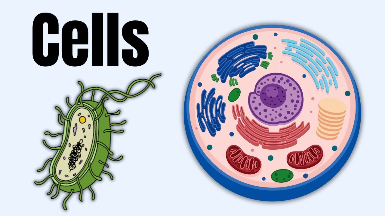 Cells, an Introduction: Prokaryotes, Eukaryotes and the Cell Theory
