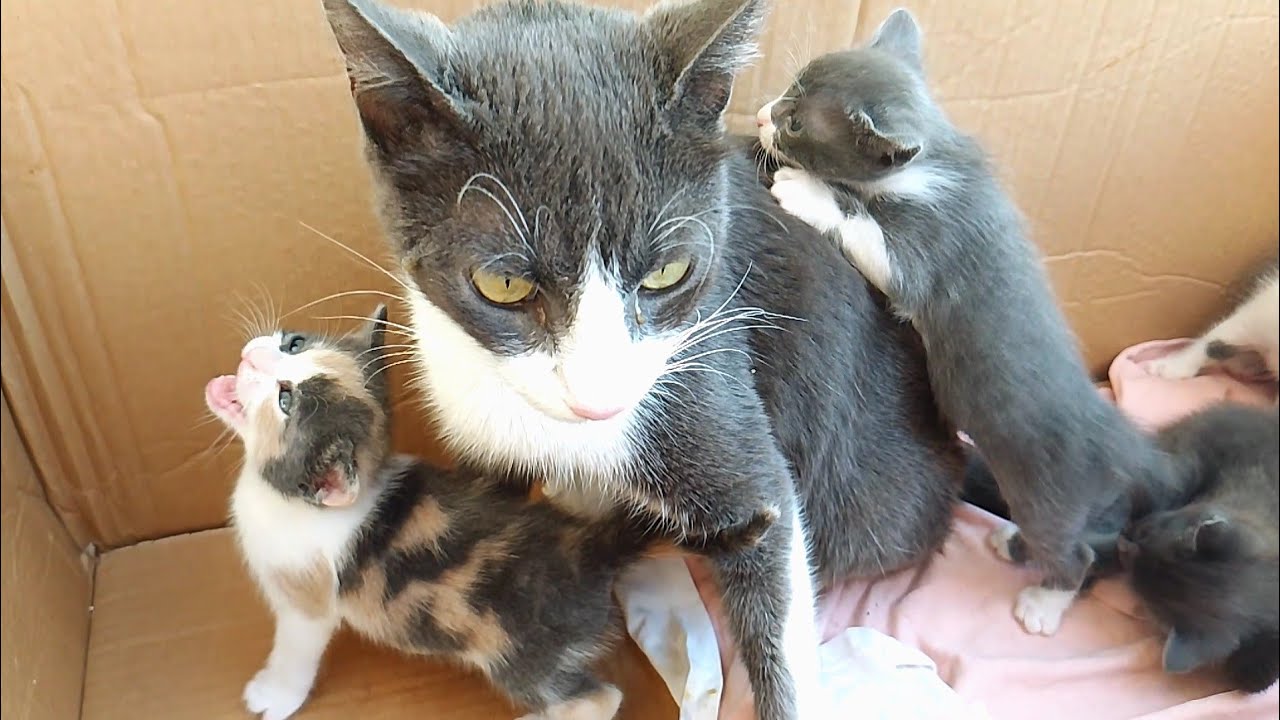 Kittens cling to their mother cat to give them more attention