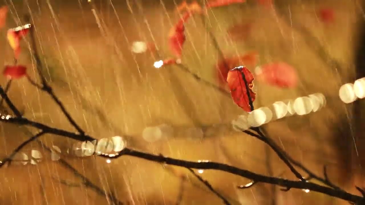 Heavy Rain Thunder with Bible Scripture: Psalms chpt 1, 23, 119 for Sleep and Meditation