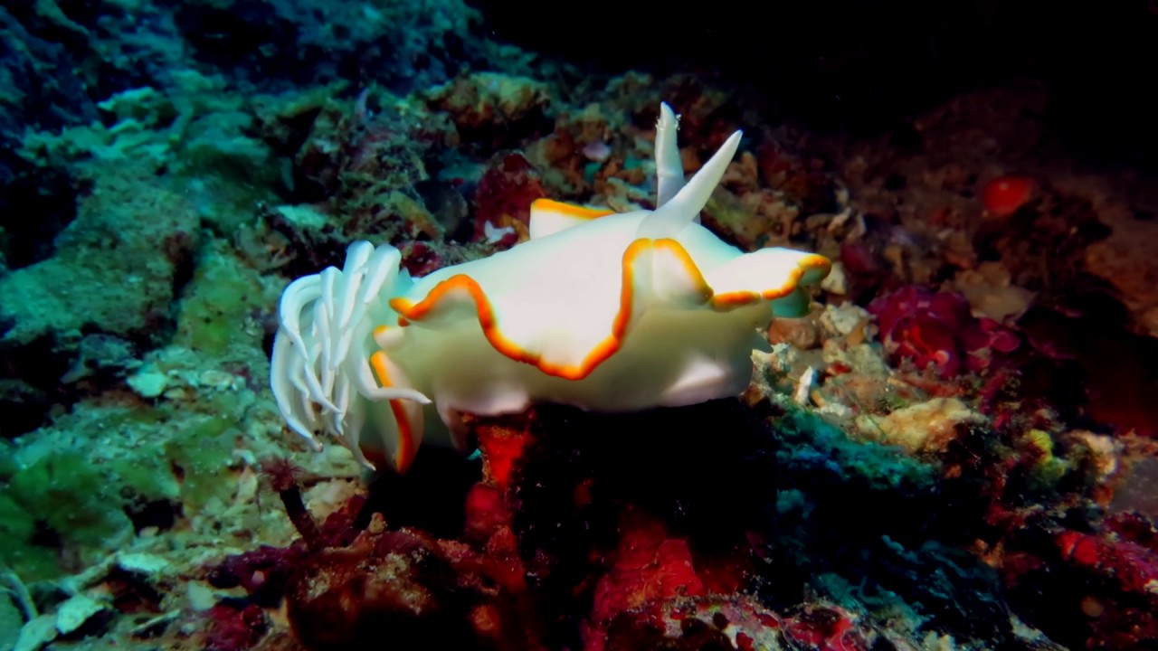 Raja Ampat 02 2017           Canon G 16,  Light: Sealife Seadragon 2000