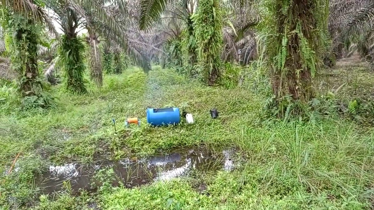 penyemprotan gulma di kebun kelapa sawit  #sawitriau