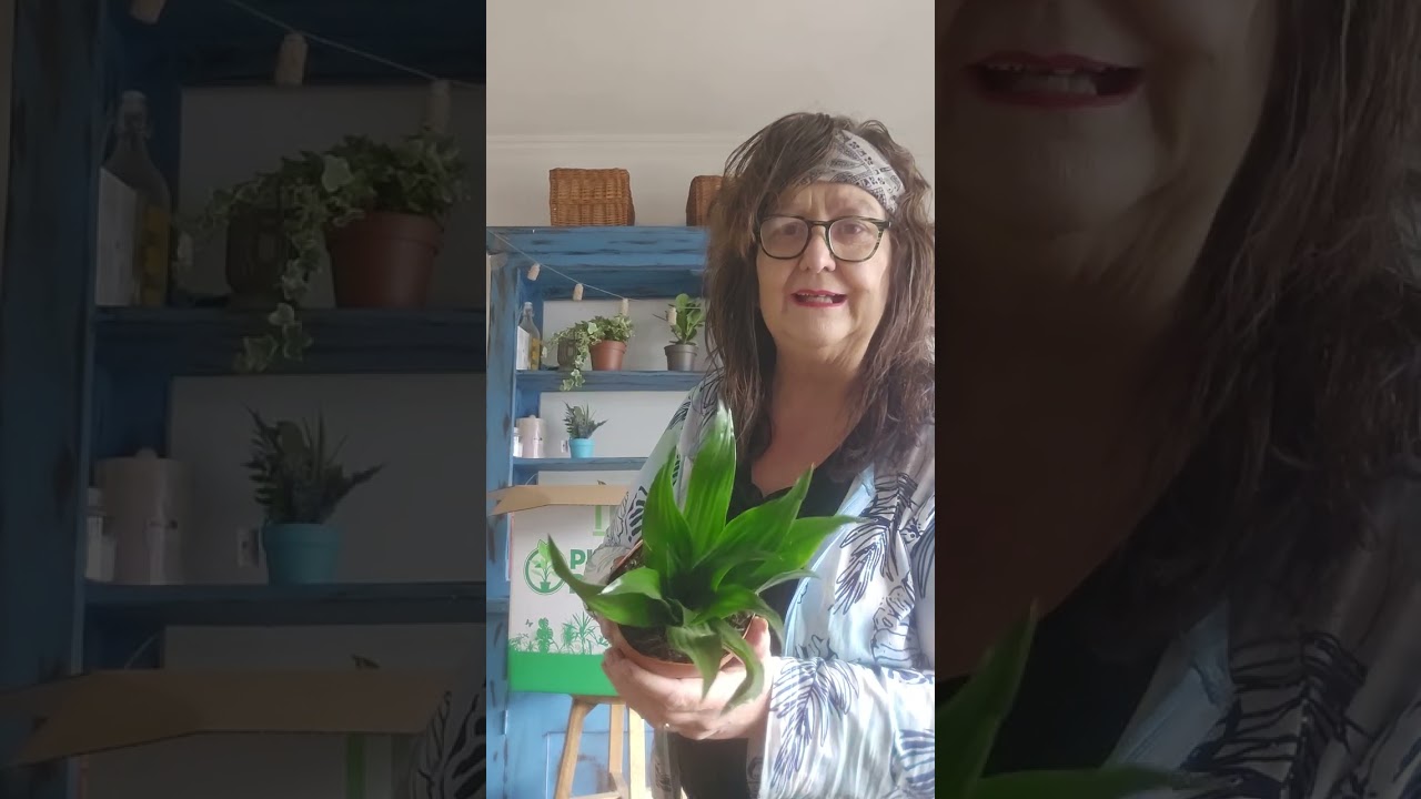 kneusjesbox unboxen
