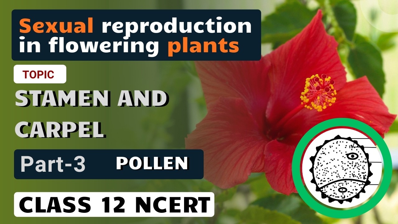 Sexual reproduction in flowering plants | Stamen | Part 3 |  Pollan | NCERT Line By Line