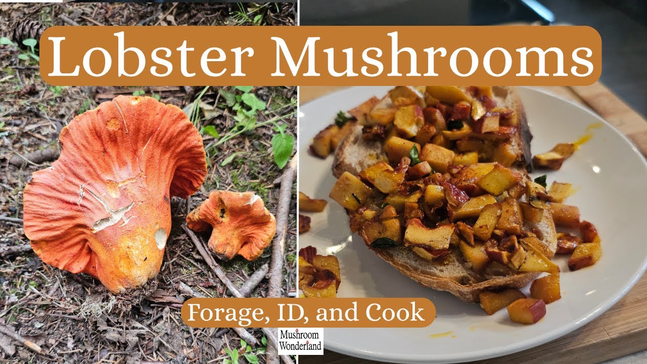 Lobster Mushroom Forage, ID, and Cook!