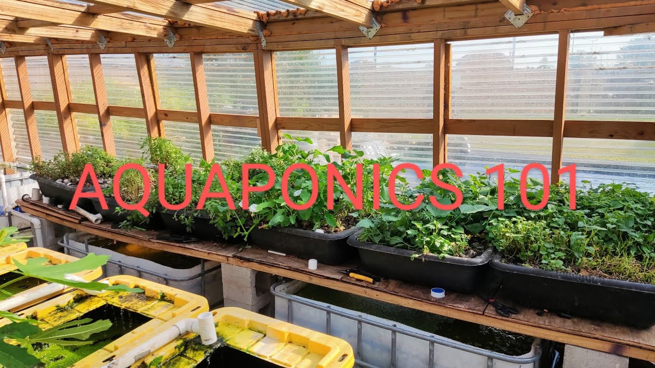 AQUAPONICS 101: KEEP IT SIMPLE