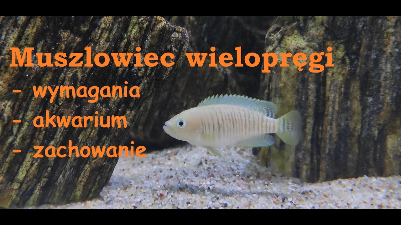 Muszlowiec wielopręgi - akwarium, wymagania, zachowanie. Czy nadaje się dla początkujących?