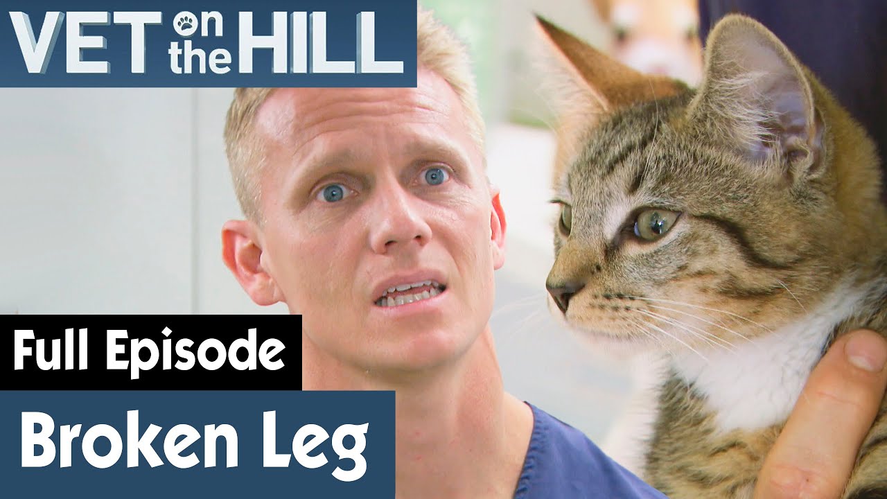 🐱 Cat’s Left Leg Needs A Salvage Procedure | FULL EPISODE | S03E04 | Vet On The Hill