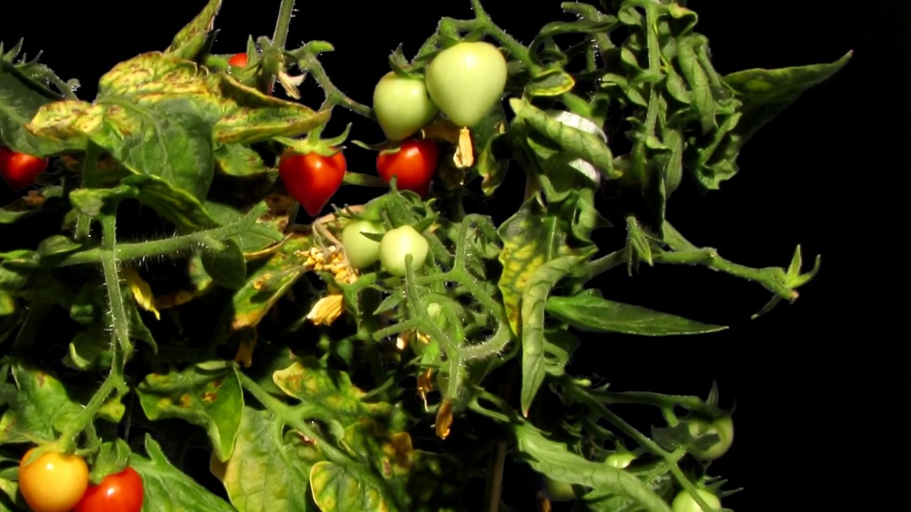 Growing Mini Tomatoes Timelapse
