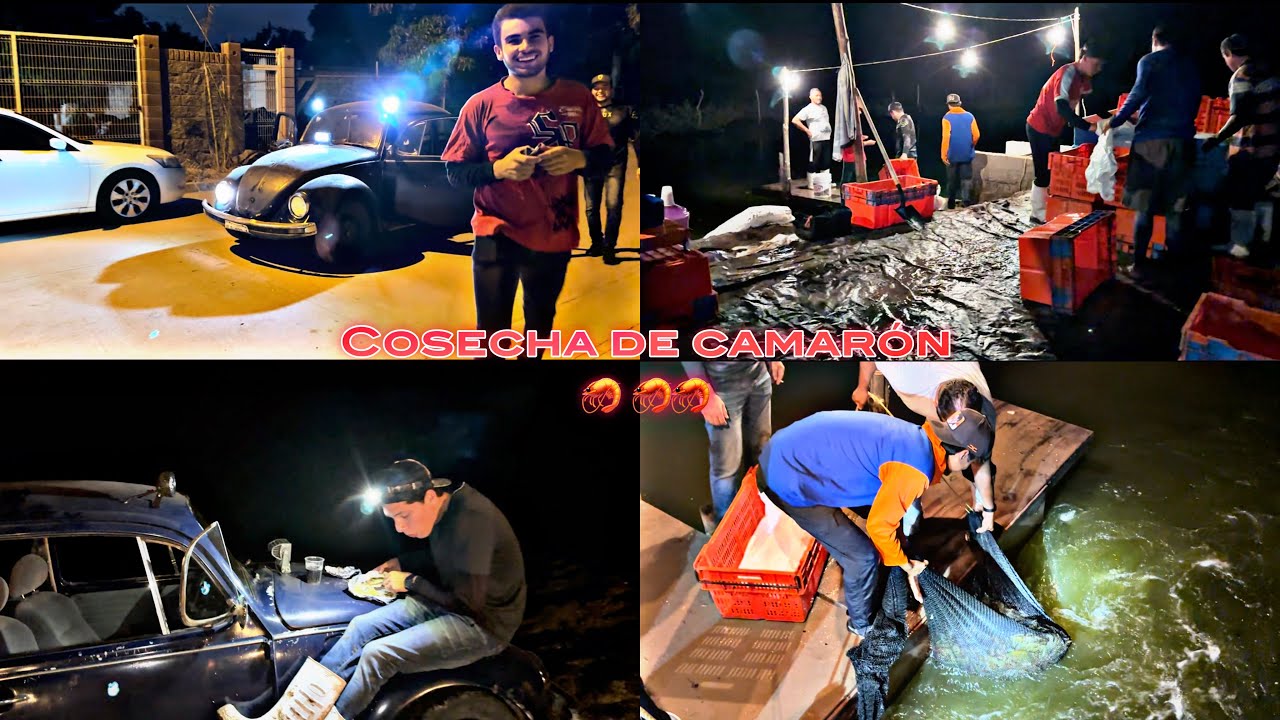 UNA COSECHA DE CAMARÓN POR COMPUERTA EN LA GRANGA DE MI TÍO UNA NOCHE DE TRABAJO 🦐💪🏻(elmariomt)