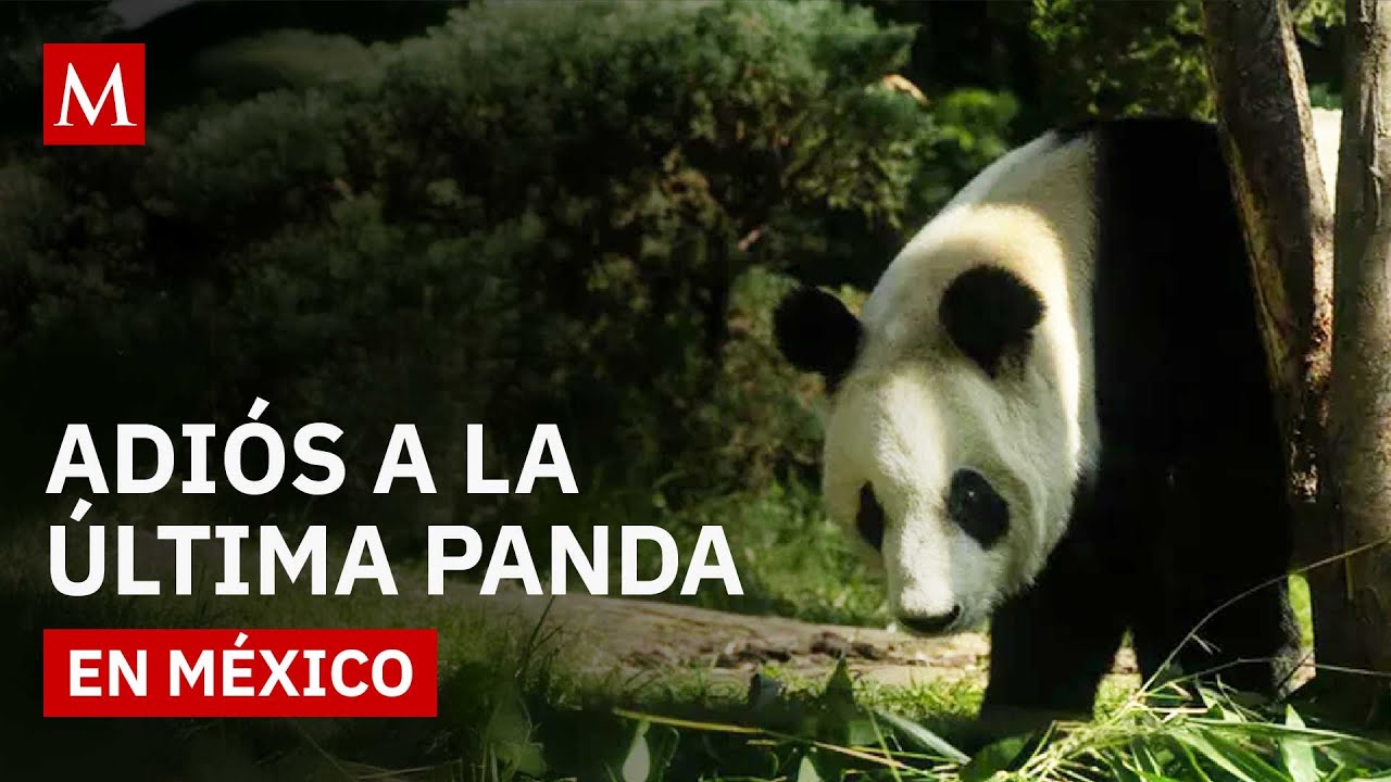 Anuncian que la panda Xin Xin que vive en Chapultepec, entró a la etapa final de su vida