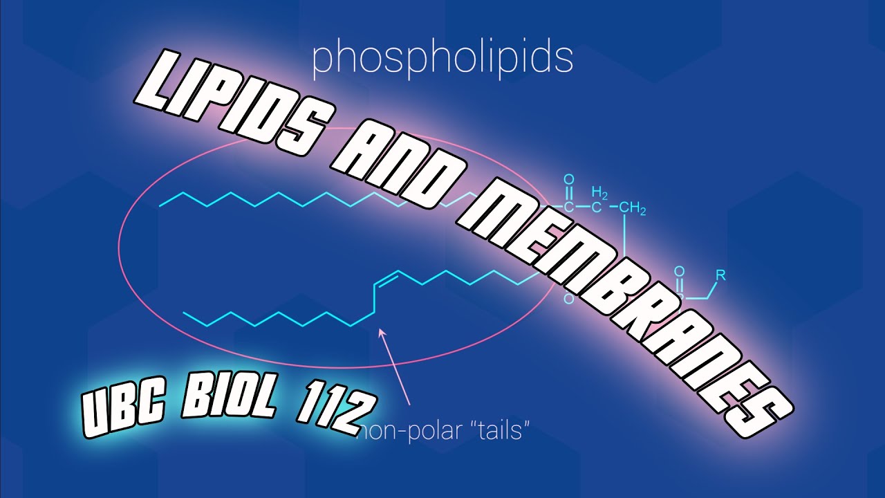Lipids And Membranes - Biol 112 at UBC