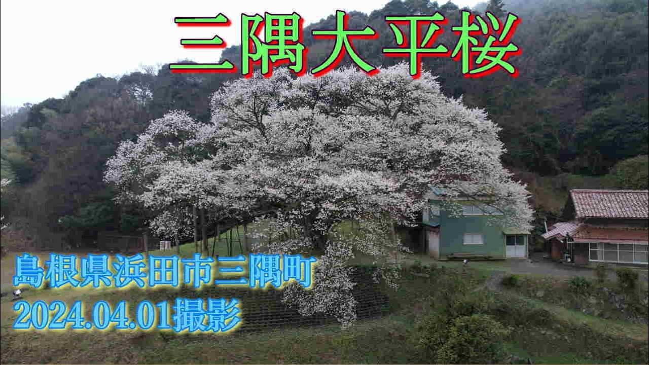 三隅大平桜　2024.04.01撮影