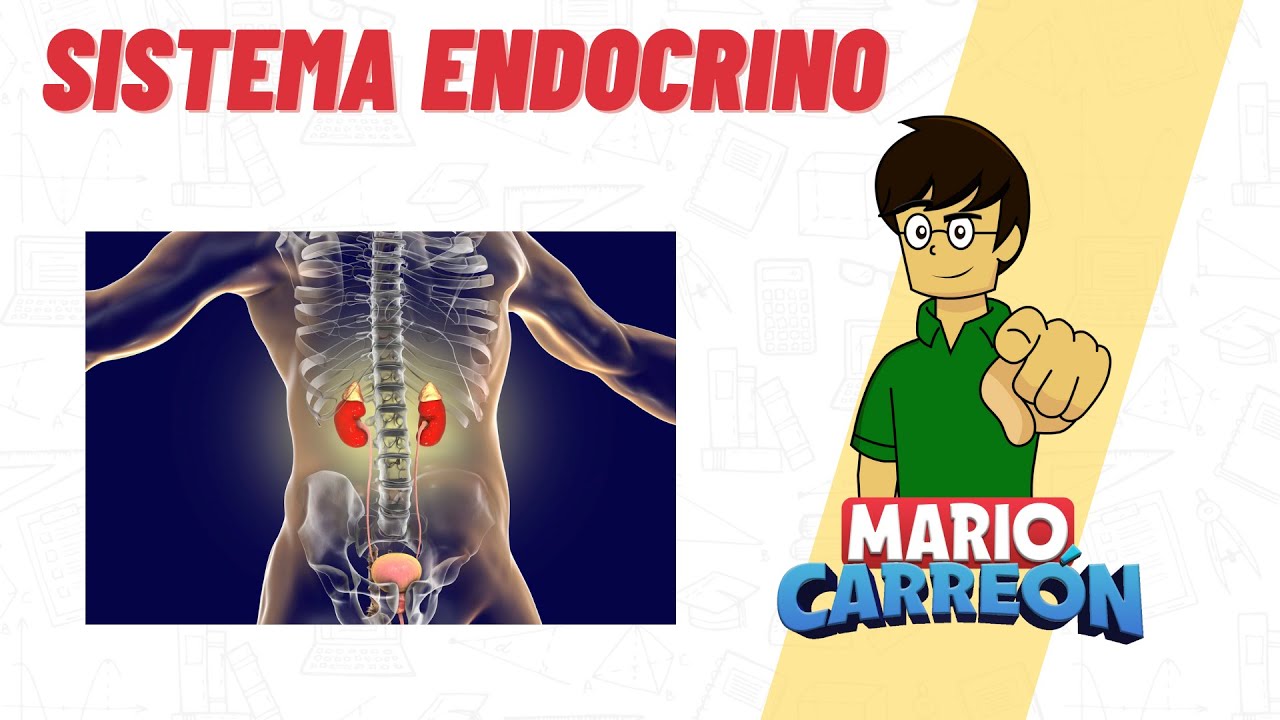 Sistema Endocrino 🧠