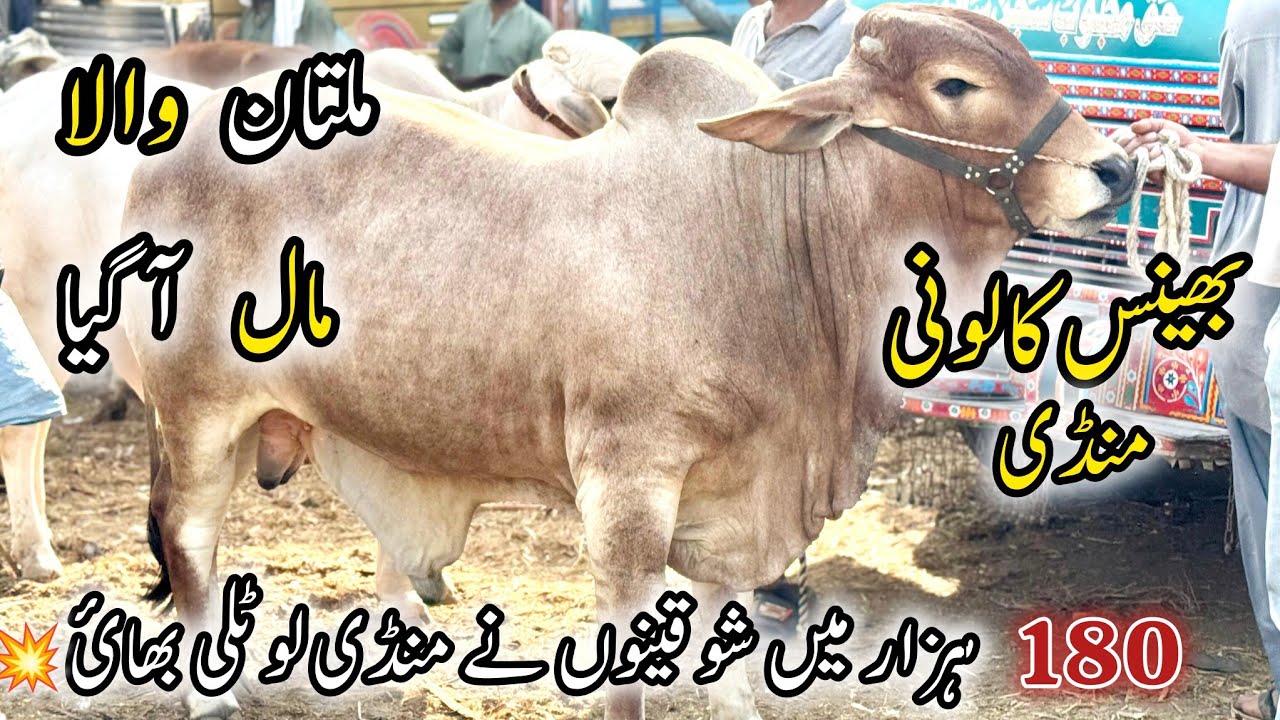 Bhains Colony Mandi Karachi Latest Rates & Bargaining | 11 February 2026 | Cow Mandi Karachi. 