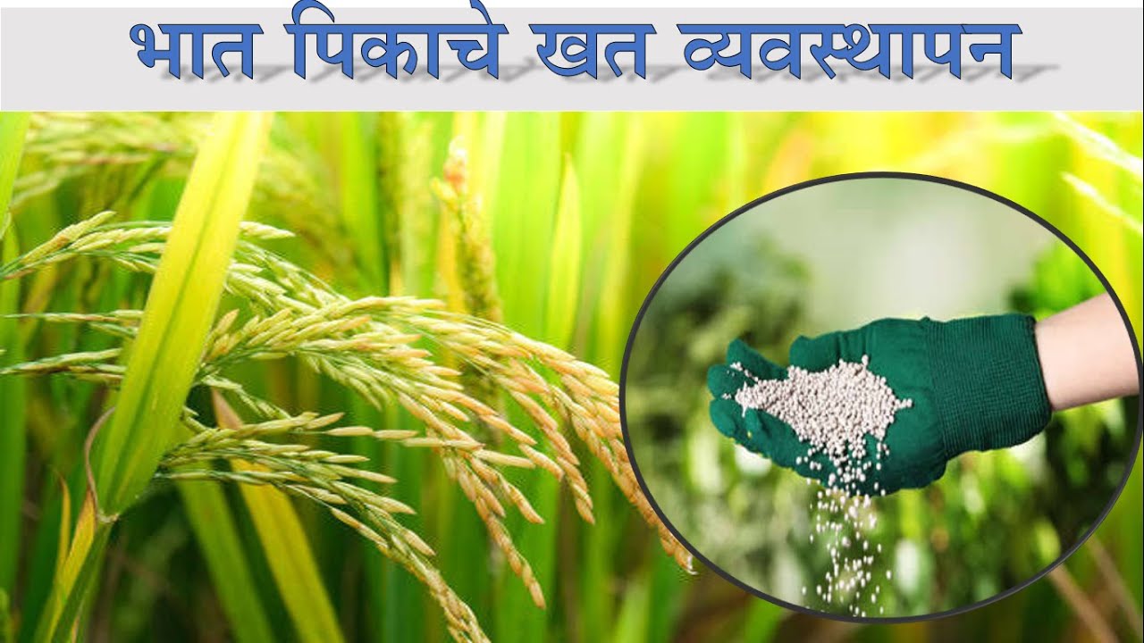 भात पिकाचे खत व्यवस्थापन | Rice Nutrient Management | Fertilizer Management in Rice | Rice