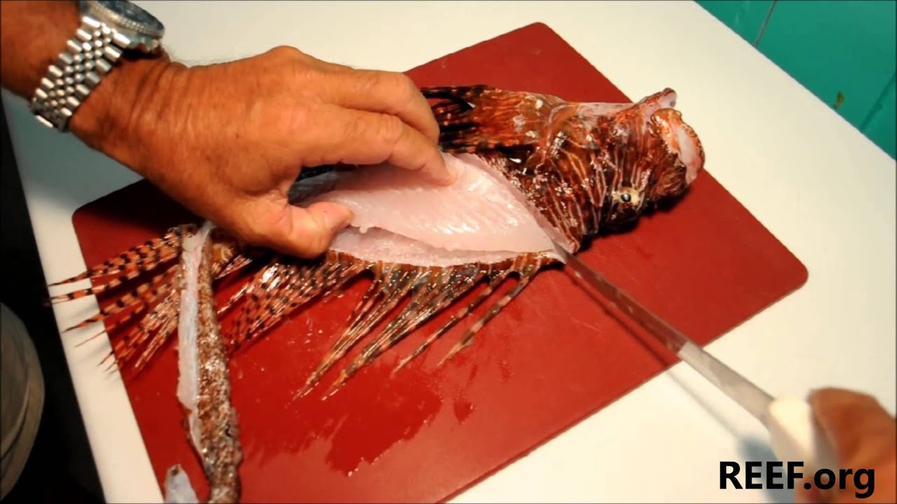 How to Fillet a Lionfish