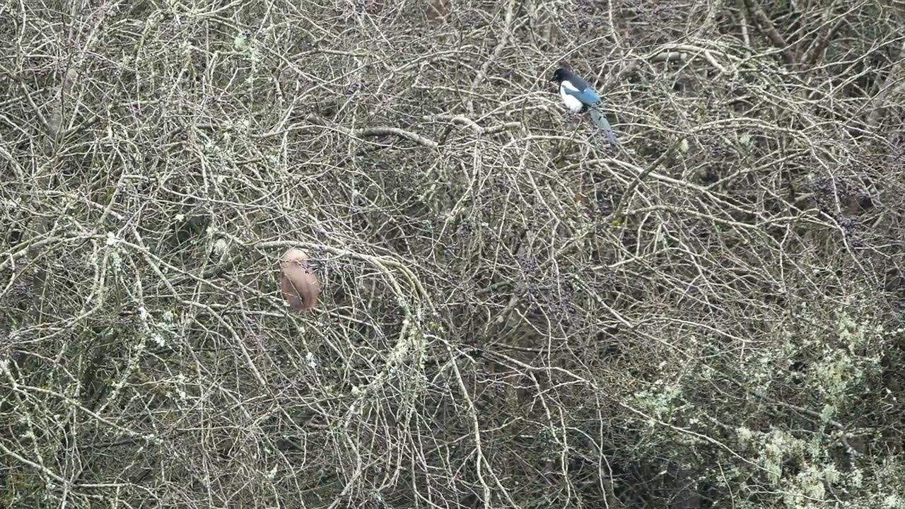 Squirrel Annoys Two Magpies