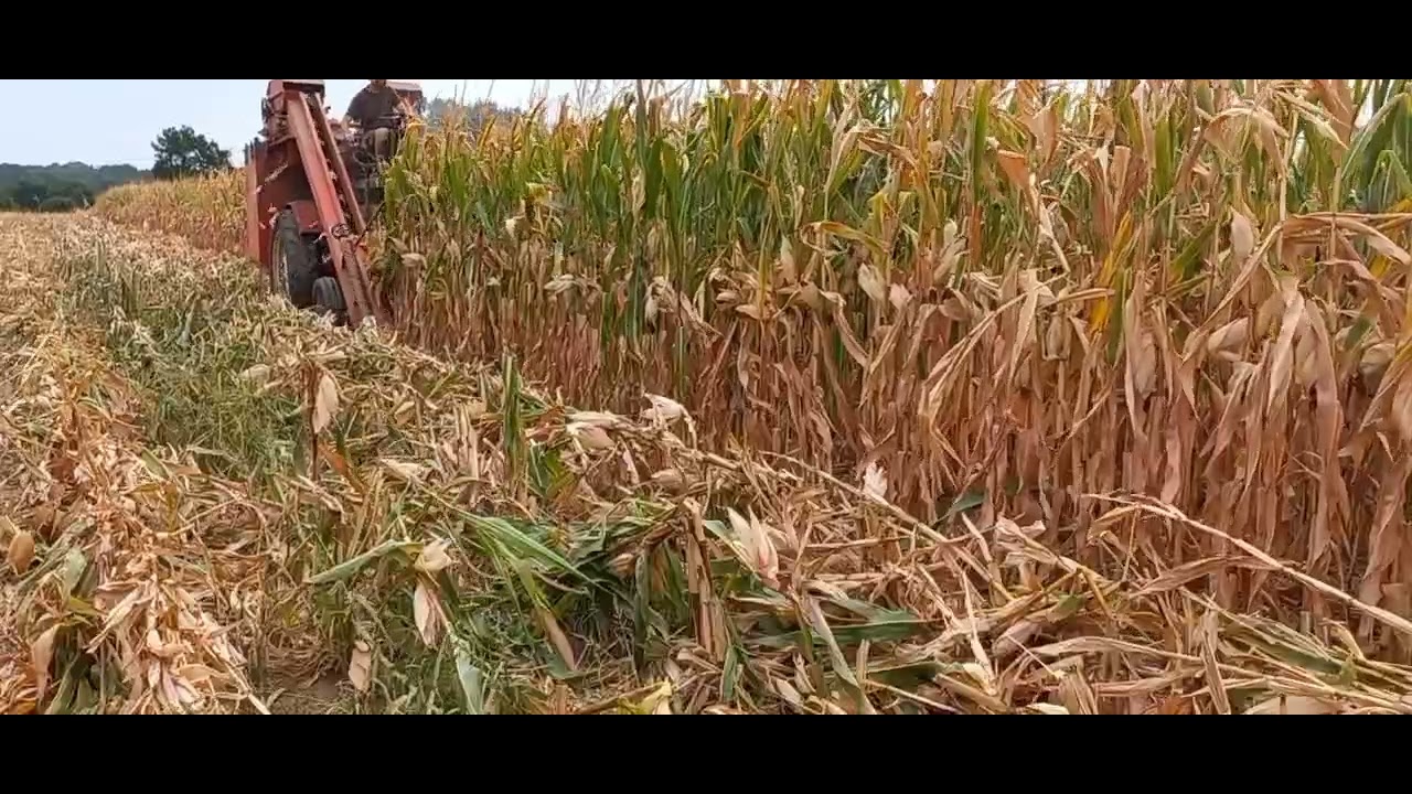 corn picker bearn 2026