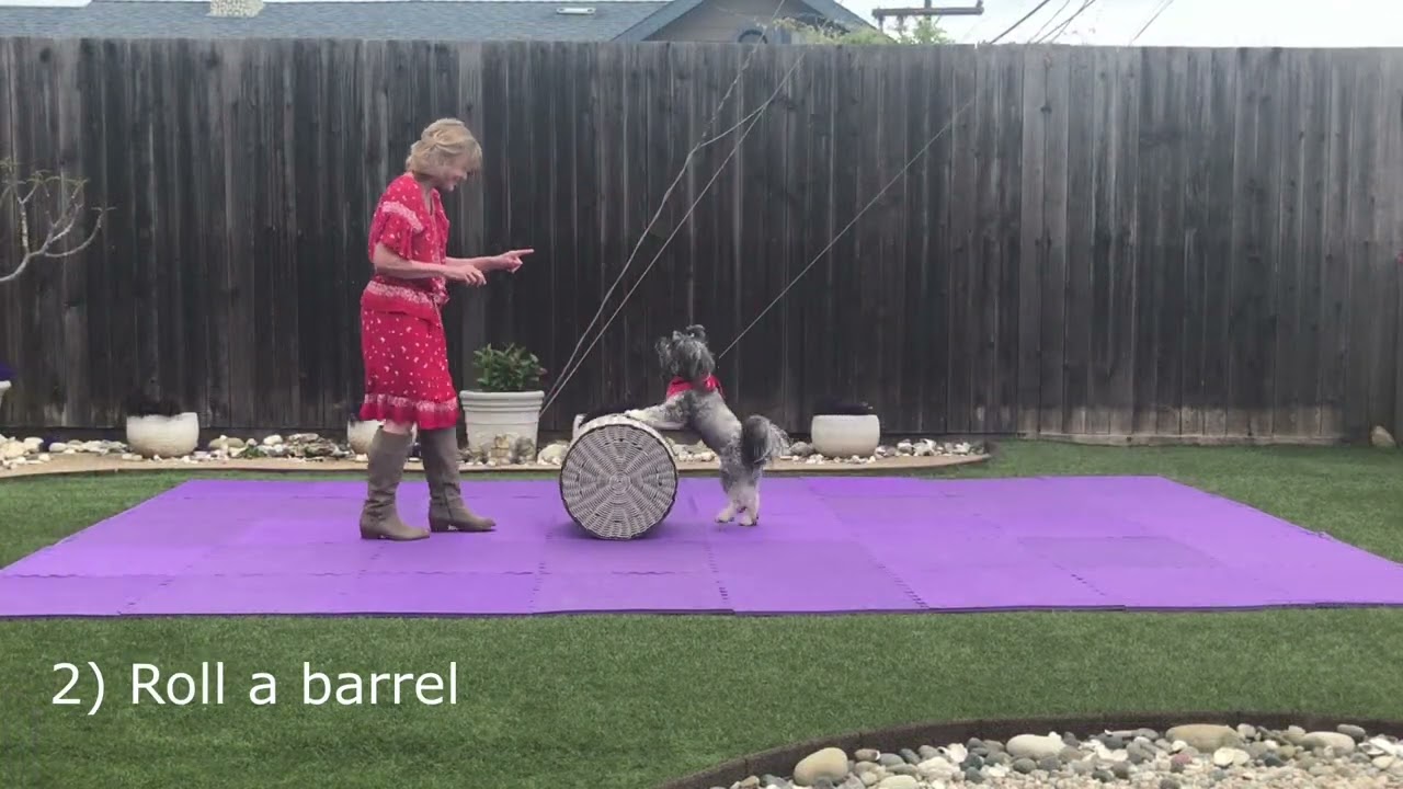 AKC Trick Dog: Novice, Intermediate, Advanced, Performer
