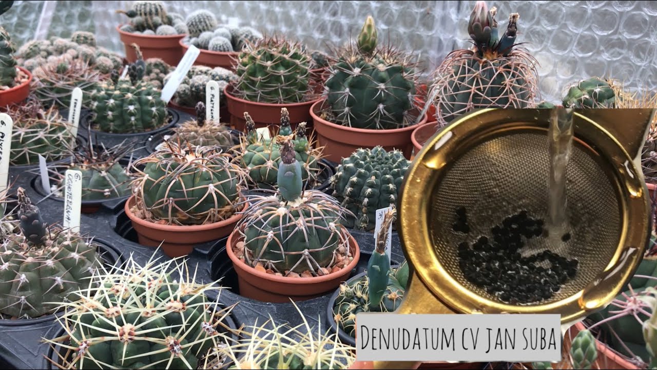 Cacti seeds harvesting, cleaning and storing | How to clean seeds using tea strainer