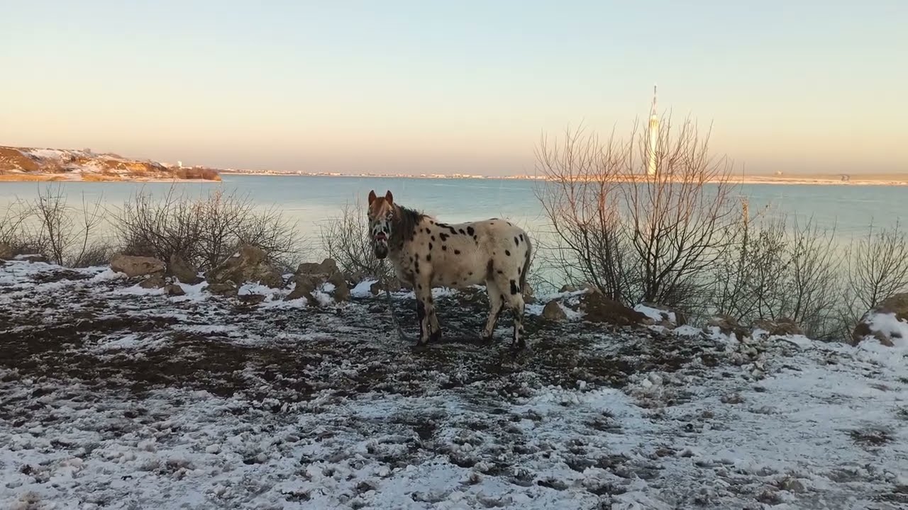 Spotted horse 🐴 in snowy winter near bay and tower / Пятнистая лошадь 🐎 зимой возле залива и вышки