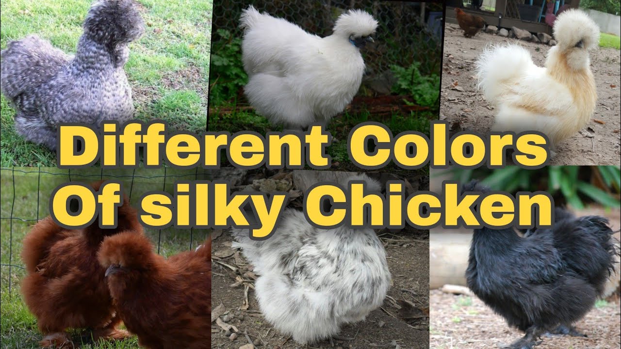10 Different colors silky chicken | Cute silky chicken | Farming grow bd |