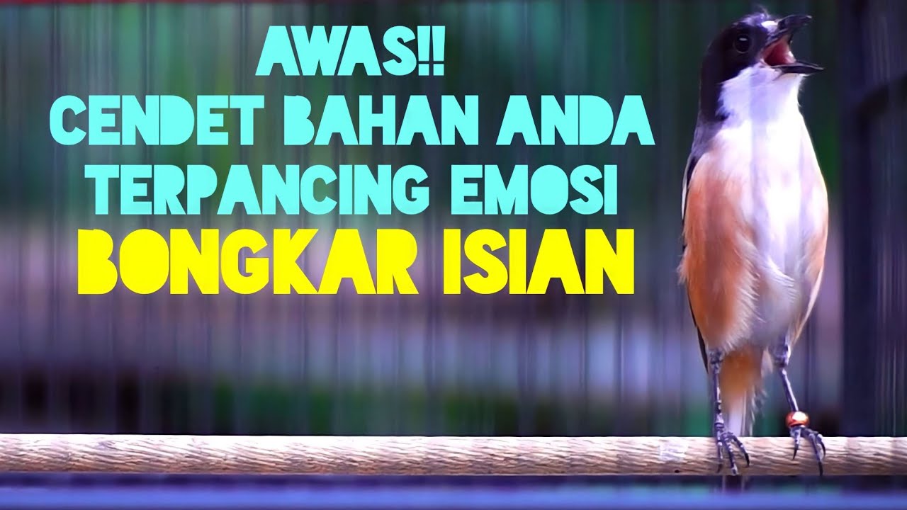 TERAPI CENDET MACET BUNYI DENGAN SUARA TOET TOET BIKIN GACOR DAN EMOSI