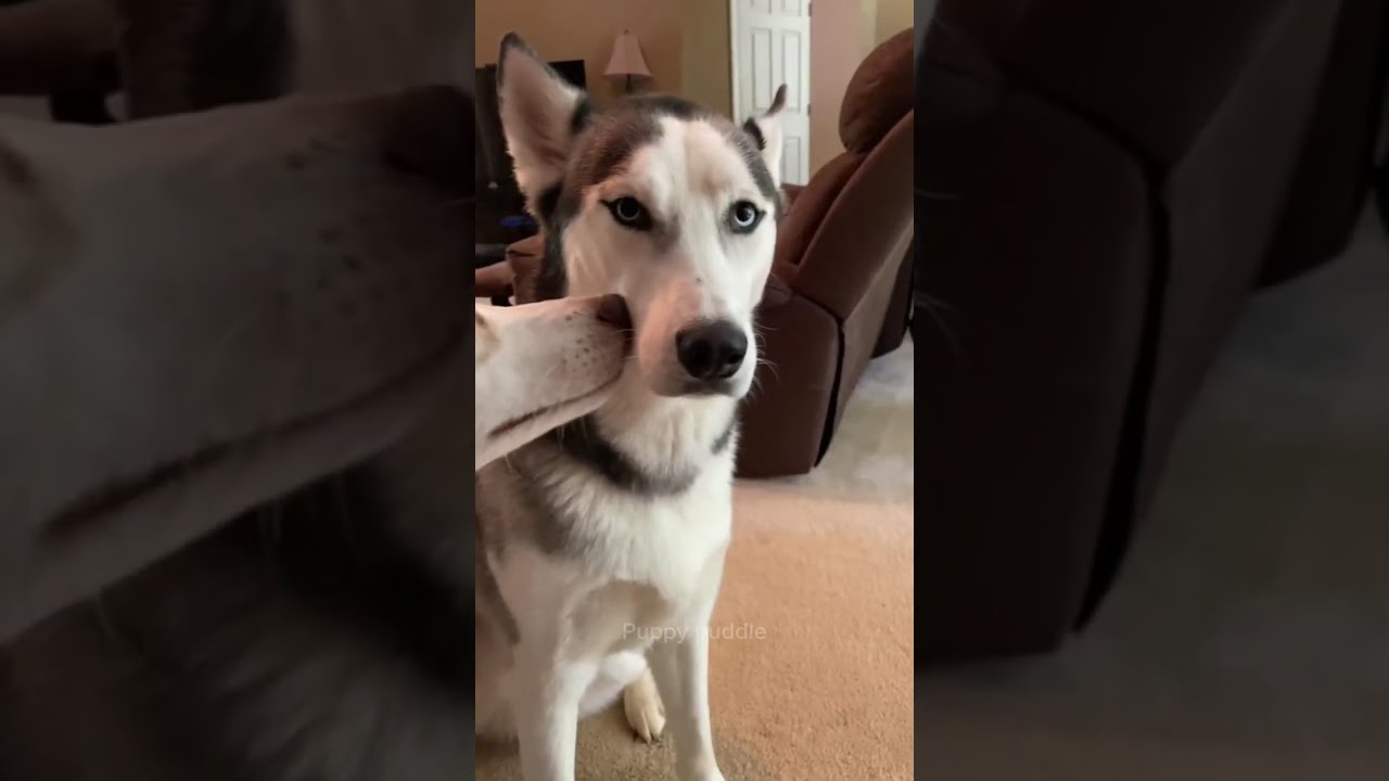 Huskies Having Husky Moments 😂 P6