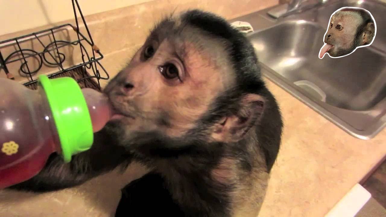 Baby Monkey BRAIN FREEZE!