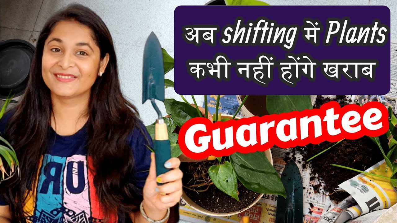 🔴How to Repot New and Old Plants / RECOVER PLANT FROM SHOCK #repotting #plants #gardening