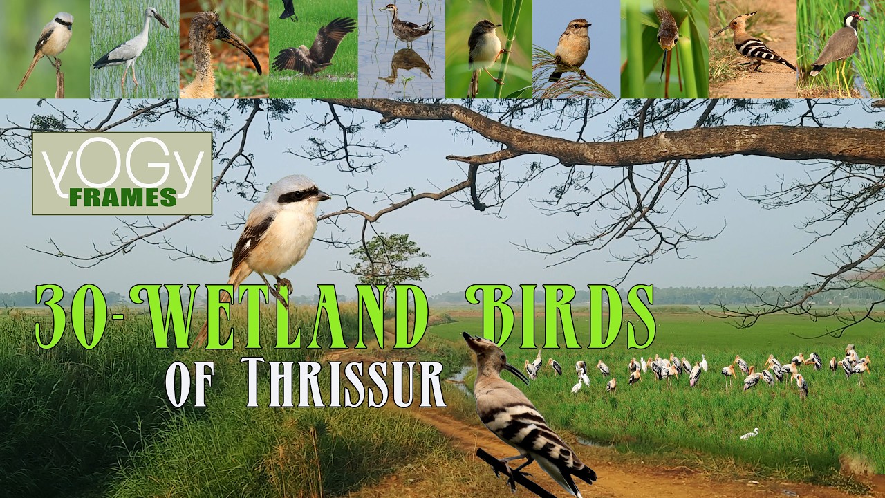 #30 wetland birds of Thrissur #yogyframes #wildlife