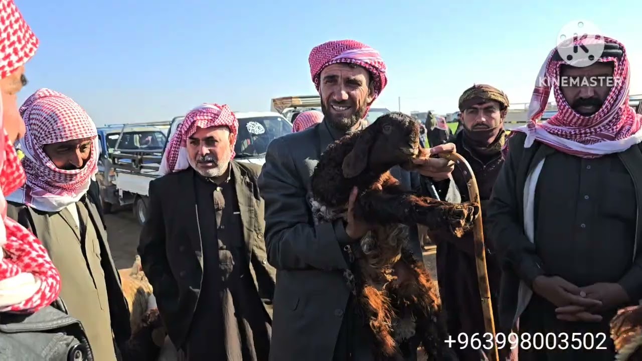 جوله جديده في اسواق ادلب معره مصرين 20\2\2026 حركه السوق وأسعار اللحم ولاعلاف والغنم المجنوي والماعز