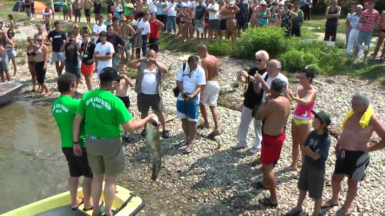 Zlatna bucka Djerdapa 2010