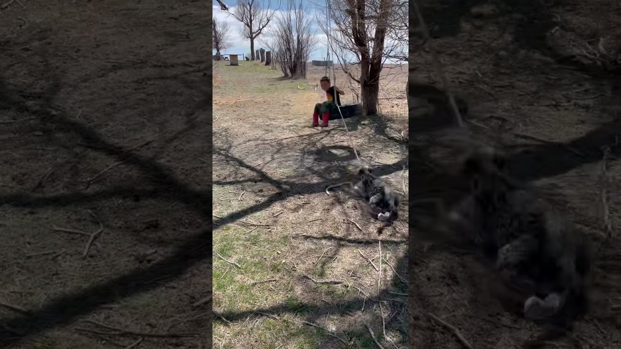 Blue heeler vs kid on tire swing ( must watch)