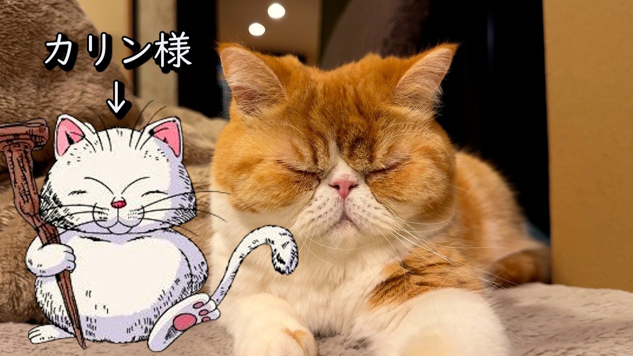 似てません！？