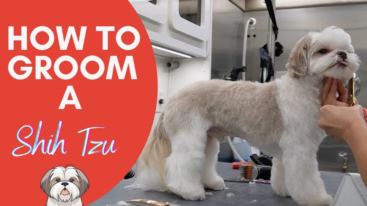 КАК УХОДИТЬ ЗА ШИТЦУ ОТ НАЧАЛА ДО КОНЦА 🐶