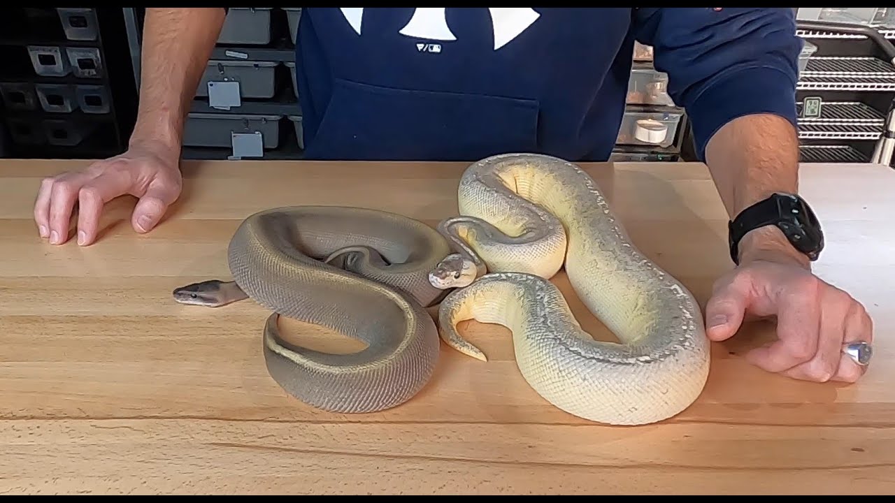 SNEAK PEEK #3 into the Ball Python breeding season 2020-2021! GHI, Mojave, Cinny + more dark genes!